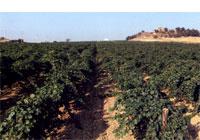 BODEGAS PINORD, S.A.