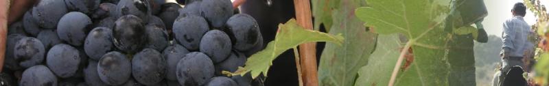 ASOCIACIÓN DE BODEGAS DE RIOJA ALAVESA - ABRA