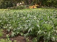 verduras 