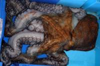 Pulpo gallego