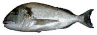 Pescado azul 