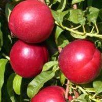 Nectarina