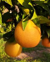 Naranjas ecológicas