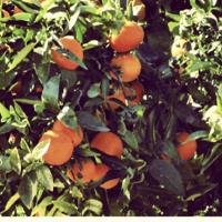 Naranjas Brancal
