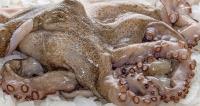 Pulpo Oisi