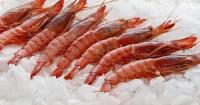 Gamba roja Oisi