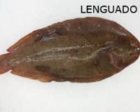 Lenguados de trasmallo