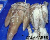 Calamares frescos