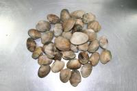 Almeja Japonica