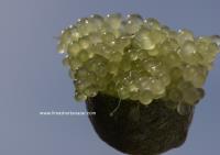 Caviar Cítrico