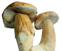 Boletus Edulis congelados